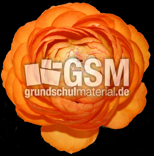 Ranunkel-orange.jpg